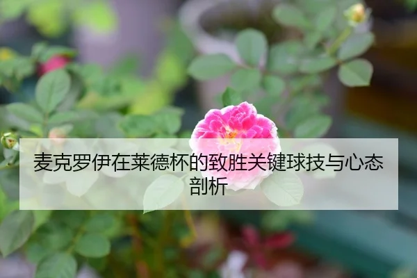 麦克罗伊在莱德杯的致胜关键球技与心态剖析